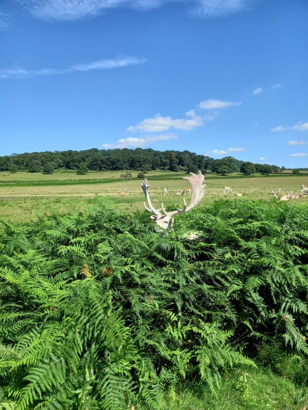 deer in Bradgate Park